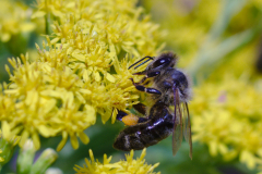 bienchen