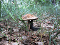 pilz_mit_schnecke