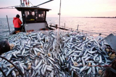 EU-Staaten-einig-ueber-Fischfang_ArtikelQuer